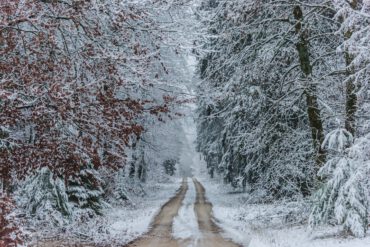 Mit Ingwer und scharfen Gewürzen warm durch den Herbst